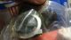 Raybestos Disc Brake Hardware Kit Part # H5587