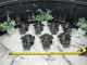 7 QTY BULK LOT- Suntec 21600 Longvic Oil Fuel Pump 360 PSI Max 240906 HDO -NEW