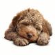 2X Cute Sleeping Dog Car Sticker Dog Sticker