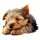 2X Cute Sleeping Dog Car Sticker Dog Sticker