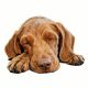 2X Cute Sleeping Dog Car Sticker Dog Sticker