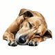 2X Cute Sleeping Dog Car Sticker Dog Sticker