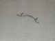 BRAKE DISC PAD SPRING,  CAPRI IMPORT