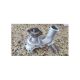New ListingDodge Viper Water Pump fits 96-02 Dodge Viper 8.0L-V10